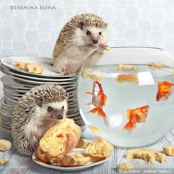 Тайная жизнь ёжиков - приподнимем завесу! 100% позитива (фото 2)