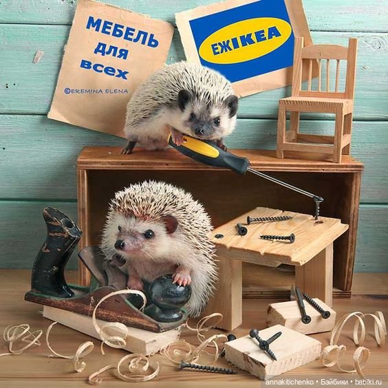 Тайная жизнь ёжиков - приподнимем завесу! 100% позитива