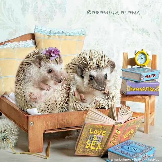 Тайная жизнь ёжиков - приподнимем завесу! 100% позитива