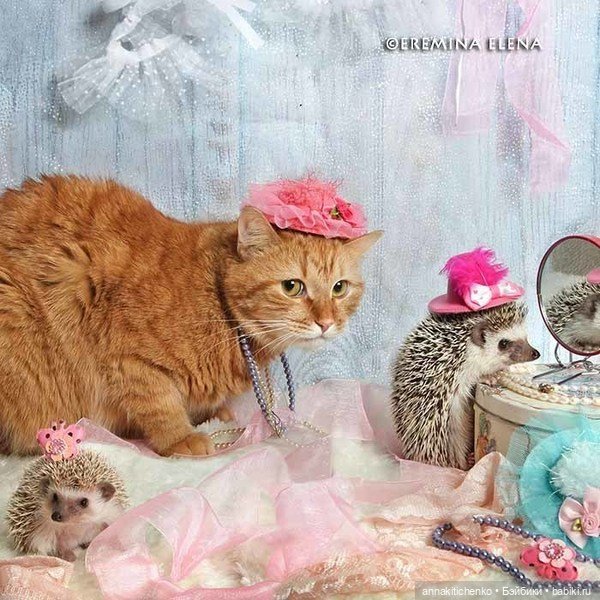 Тайная жизнь ёжиков - приподнимем завесу! 100% позитива