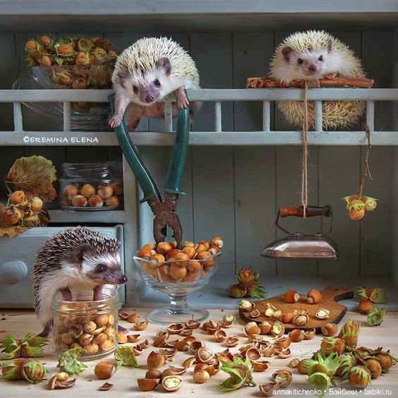 Тайная жизнь ёжиков - приподнимем завесу! 100% позитива