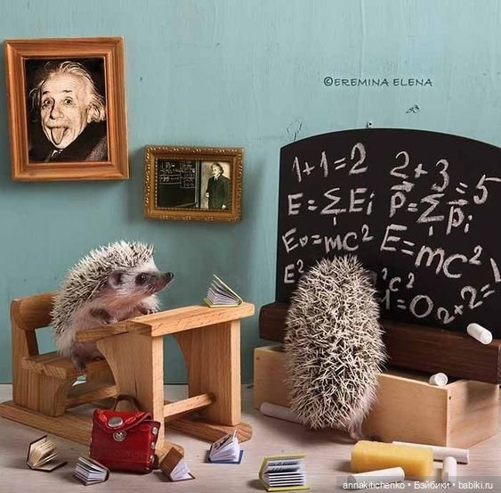 Тайная жизнь ёжиков - приподнимем завесу! 100% позитива (фото 7)