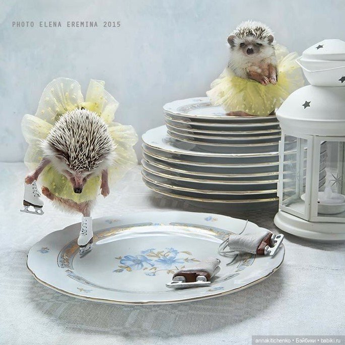 Тайная жизнь ёжиков - приподнимем завесу! 100% позитива