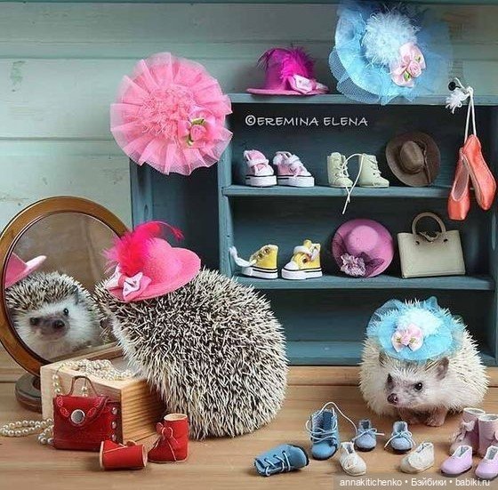 Тайная жизнь ёжиков - приподнимем завесу! 100% позитива