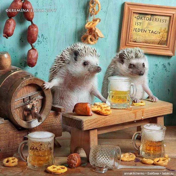 Тайная жизнь ёжиков - приподнимем завесу! 100% позитива