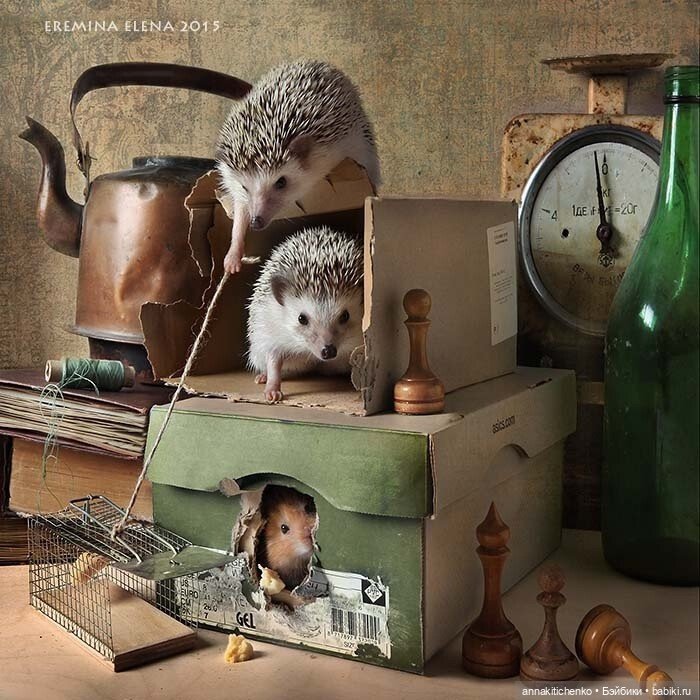 Тайная жизнь ёжиков - приподнимем завесу! 100% позитива