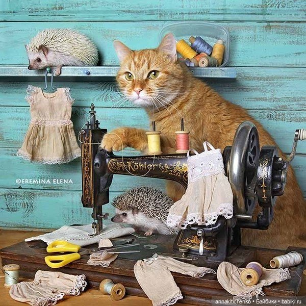 Тайная жизнь ёжиков - приподнимем завесу! 100% позитива