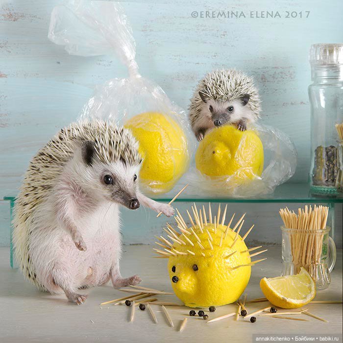 Тайная жизнь ёжиков - приподнимем завесу! 100% позитива