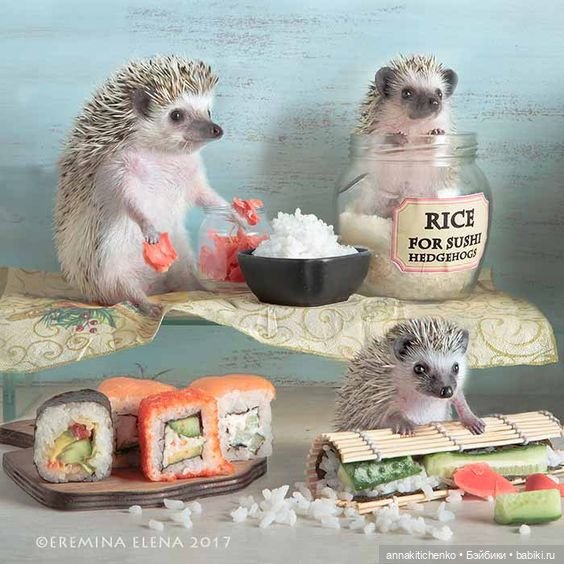 Тайная жизнь ёжиков - приподнимем завесу! 100% позитива