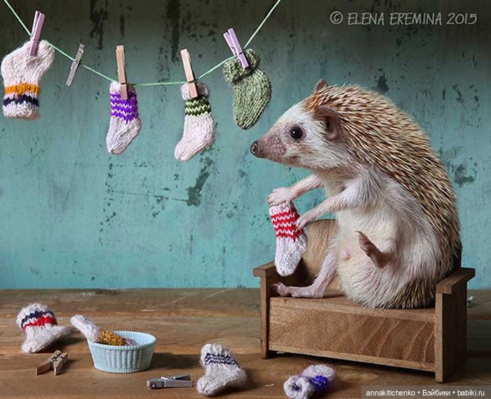 Тайная жизнь ёжиков - приподнимем завесу! 100% позитива