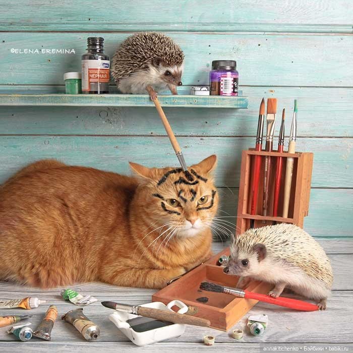 Тайная жизнь ёжиков - приподнимем завесу! 100% позитива