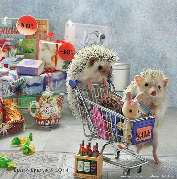 Тайная жизнь ёжиков - приподнимем завесу! 100% позитива