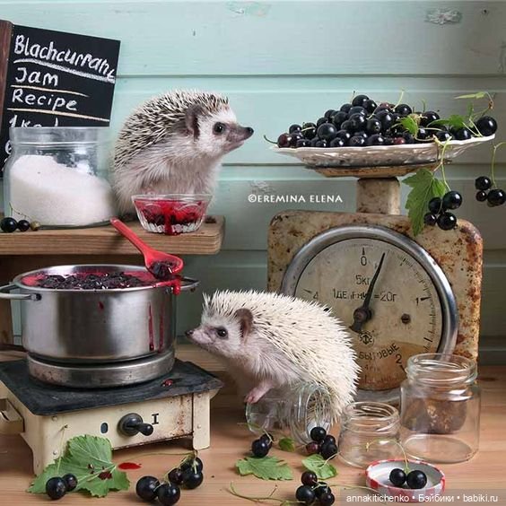 Тайная жизнь ёжиков - приподнимем завесу! 100% позитива (фото 10)