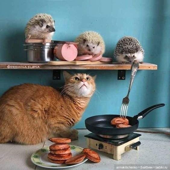 Тайная жизнь ёжиков - приподнимем завесу! 100% позитива