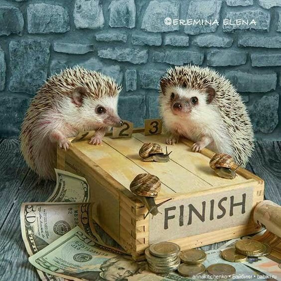 Тайная жизнь ёжиков - приподнимем завесу! 100% позитива (фото 3)