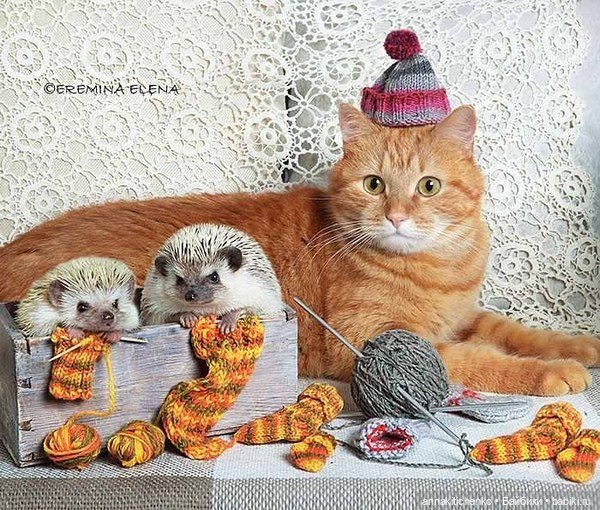 Тайная жизнь ёжиков - приподнимем завесу! 100% позитива