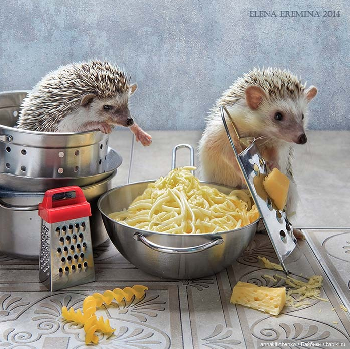 Тайная жизнь ёжиков - приподнимем завесу! 100% позитива