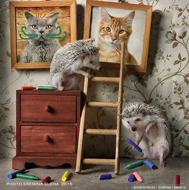 Тайная жизнь ёжиков - приподнимем завесу! 100% позитива