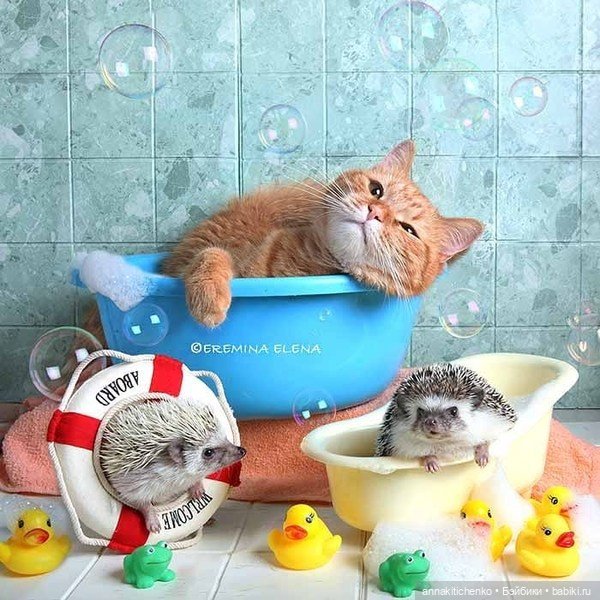 Тайная жизнь ёжиков - приподнимем завесу! 100% позитива