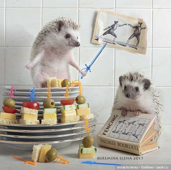 Тайная жизнь ёжиков - приподнимем завесу! 100% позитива