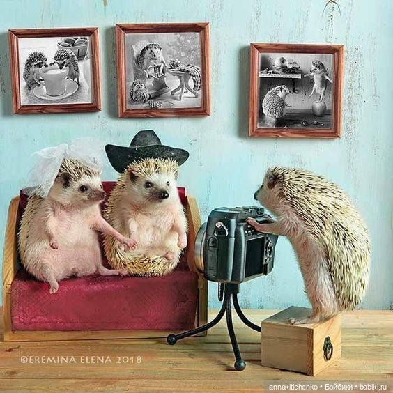 Тайная жизнь ёжиков - приподнимем завесу! 100% позитива