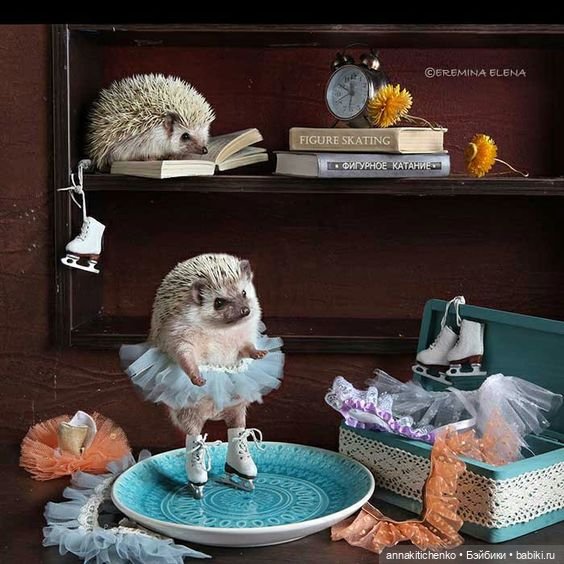 Тайная жизнь ёжиков - приподнимем завесу! 100% позитива