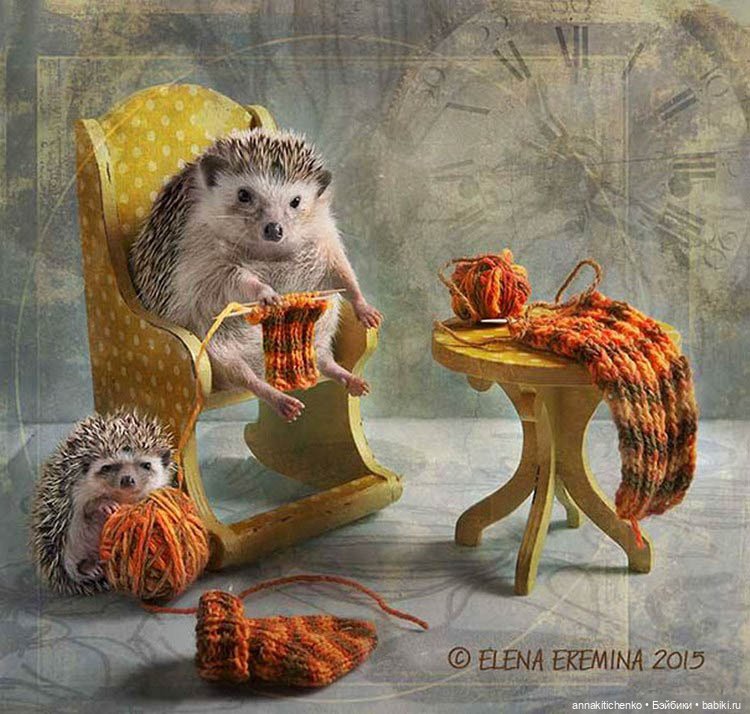 Тайная жизнь ёжиков - приподнимем завесу! 100% позитива