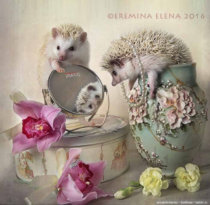 Тайная жизнь ёжиков - приподнимем завесу! 100% позитива