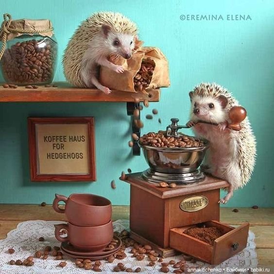 Тайная жизнь ёжиков - приподнимем завесу! 100% позитива