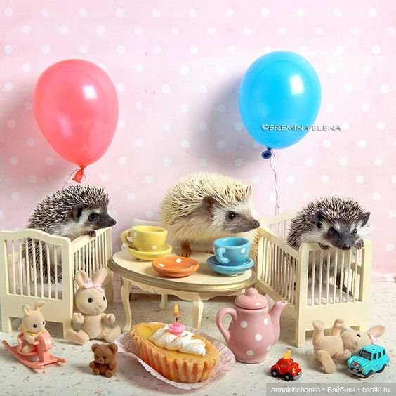 Тайная жизнь ёжиков - приподнимем завесу! 100% позитива (фото 8)