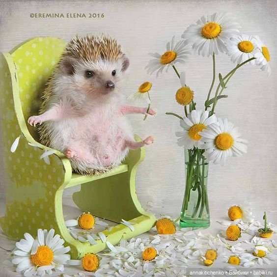 Тайная жизнь ёжиков - приподнимем завесу! 100% позитива