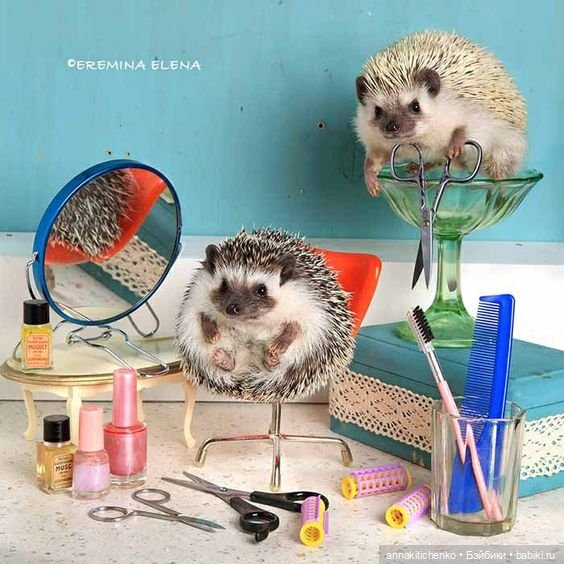 Тайная жизнь ёжиков - приподнимем завесу! 100% позитива