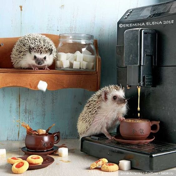 Тайная жизнь ёжиков - приподнимем завесу! 100% позитива