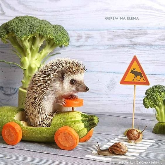 Тайная жизнь ёжиков - приподнимем завесу! 100% позитива (фото 9)