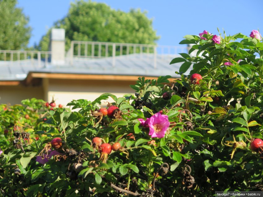 Как мы провели август — Коллекции игровых кукол (Playline): фото полок