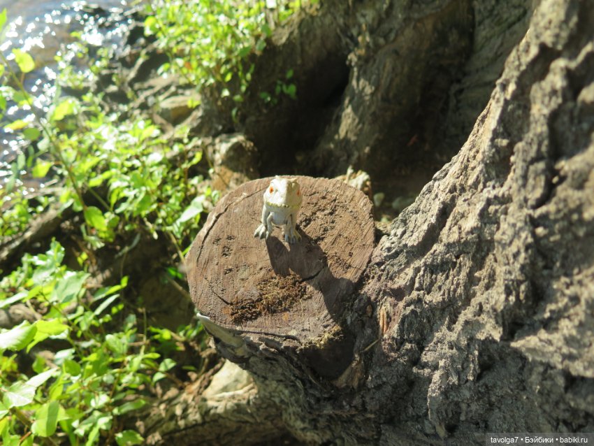 Как мы провели август — Коллекции игровых кукол (Playline): фото полок