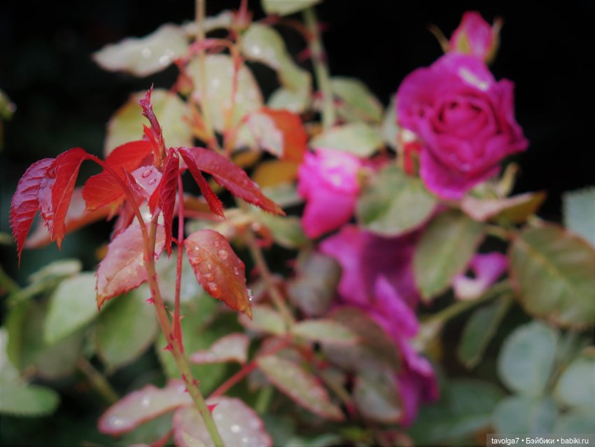 Triniti Dolls и розы — Куклы Dyvomir (Дивомир) и Trinity (Тринити): российские шарнирные куклы (фото 7)