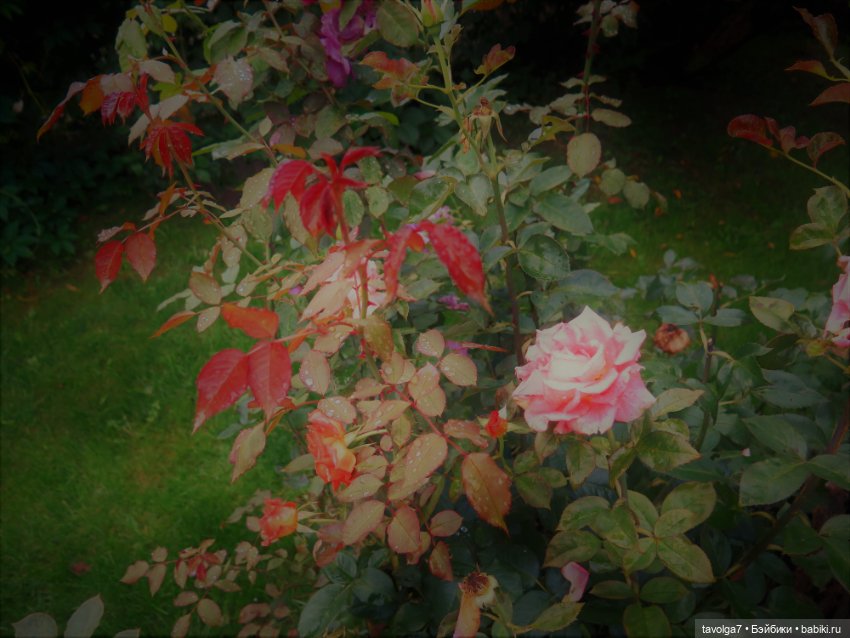 Triniti Dolls и розы — Куклы Dyvomir (Дивомир) и Trinity (Тринити): российские шарнирные куклы (фото 5)