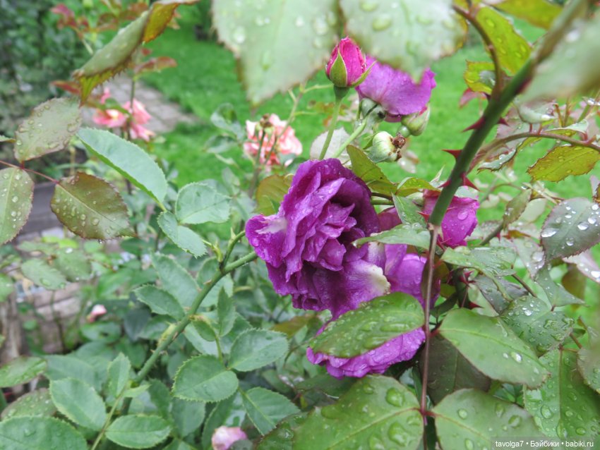 Triniti Dolls и розы — Куклы Dyvomir (Дивомир) и Trinity (Тринити): российские шарнирные куклы