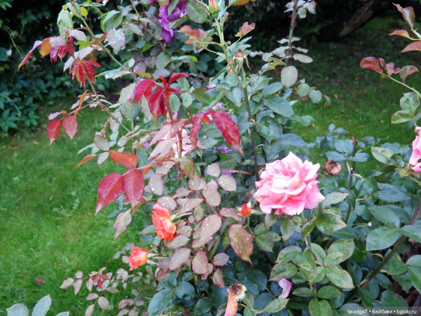 Triniti Dolls и розы — Куклы Dyvomir (Дивомир) и Trinity (Тринити): российские шарнирные куклы (фото 4)