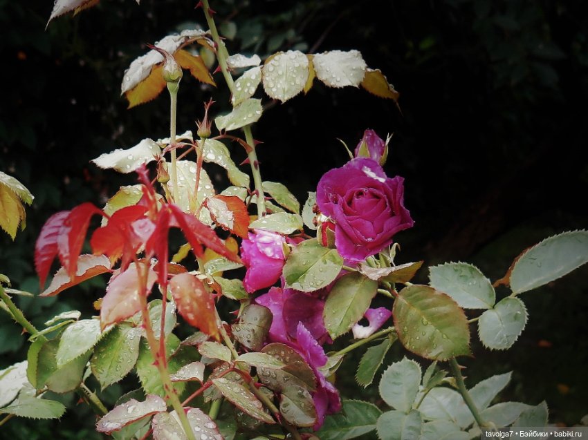 Triniti Dolls и розы — Куклы Dyvomir (Дивомир) и Trinity (Тринити): российские шарнирные куклы (фото 6)