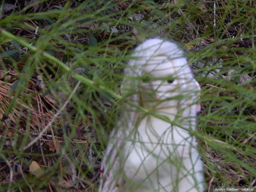 Эрин убегает в лес — Домашние фото авторских кукол: личные коллекции