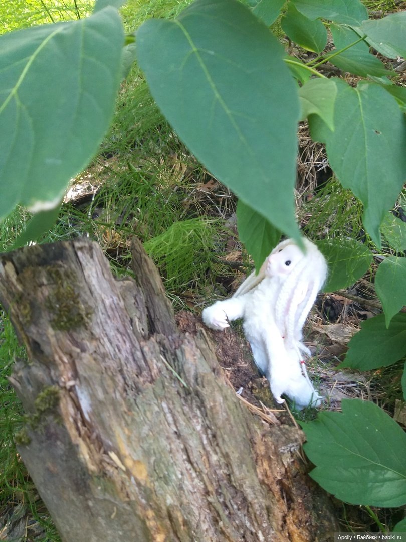 Эрин убегает в лес — Домашние фото авторских кукол: личные коллекции (фото 2)