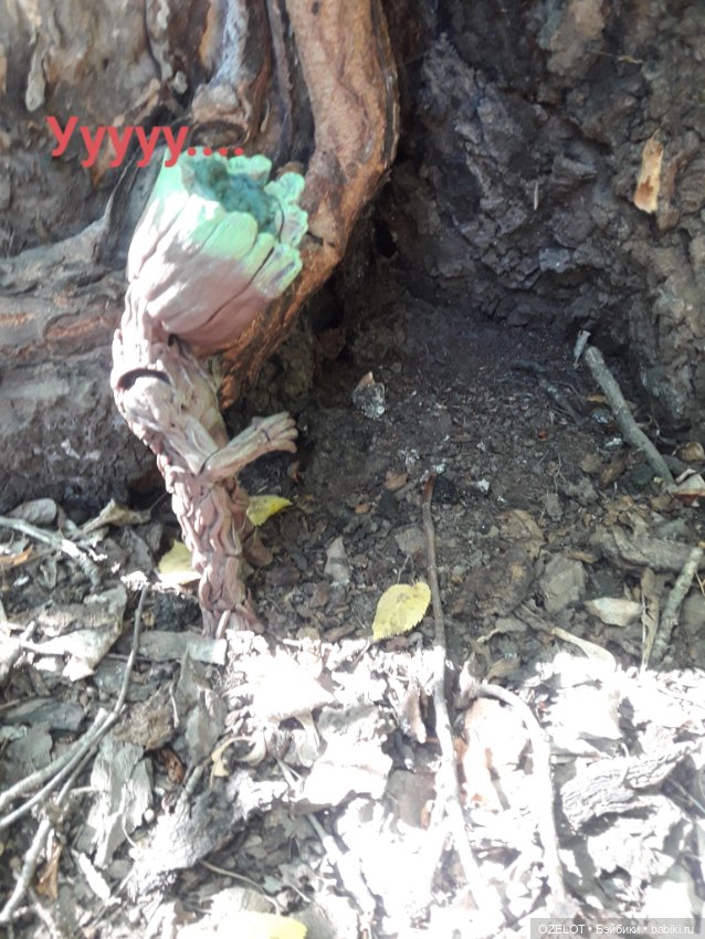 Грут в лесу — Разные шарнирные куклы (не БЖД): редкие