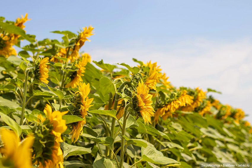 Абигейл и подсолнушки — Куклы Monster High и Ever After High: G1 (фото 5)