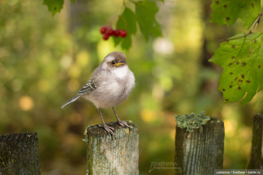 Птенчик — Валяные игрушки из шерсти: сухое валяние