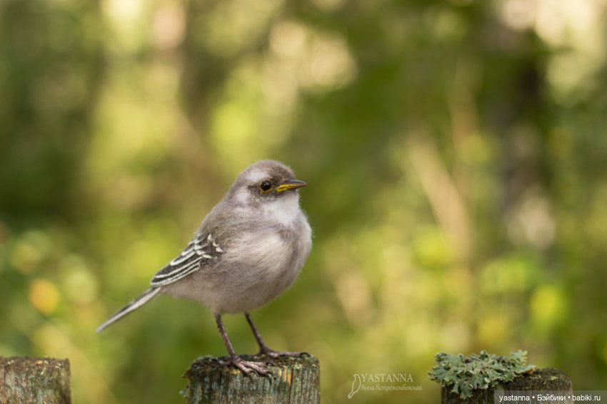 Птенчик — Валяные игрушки из шерсти: сухое валяние