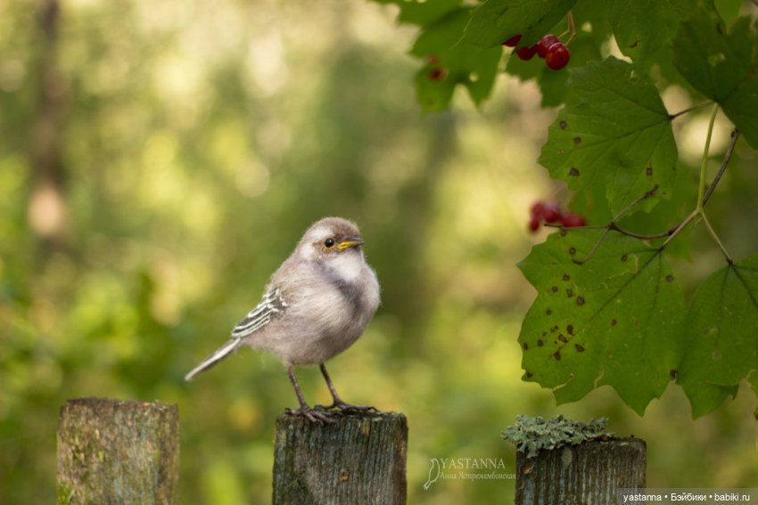 Птенчик — Валяные игрушки из шерсти: сухое валяние (фото 4)