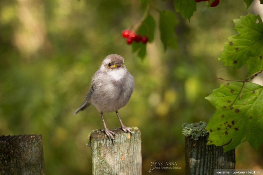 Птенчик — Валяные игрушки из шерсти: сухое валяние (фото 6)