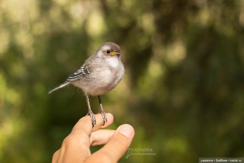 Птенчик — Валяные игрушки из шерсти: сухое валяние